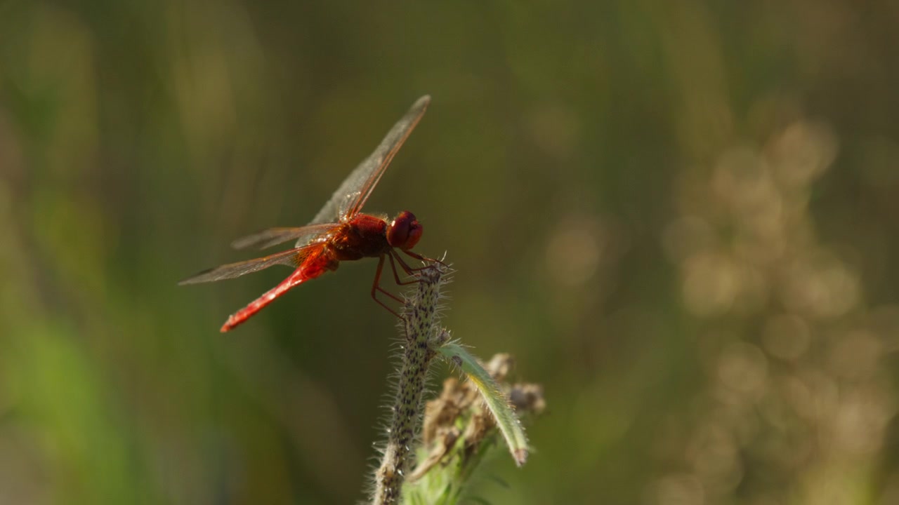 Libellula scarlatta (darter) appollaiata su stelo di pianta di prato, vista ravvicinata