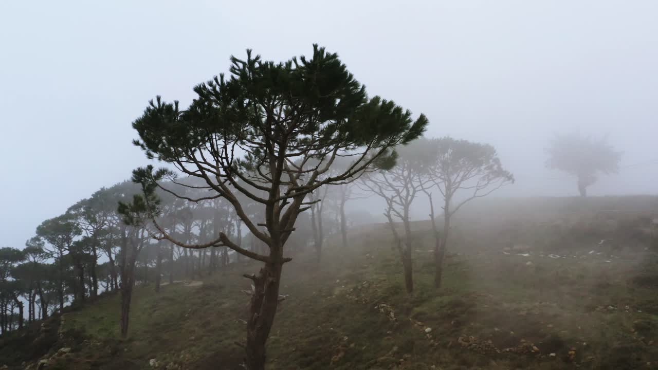 아침 안개 속에서 레바논의 자연과 나무에 대한 영화적인 드론 촬영