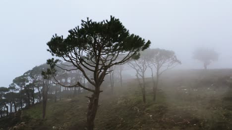 fotografía cinematográfica de aviones no tripulados de la naturaleza y los árboles libaneses en la niebla matutina