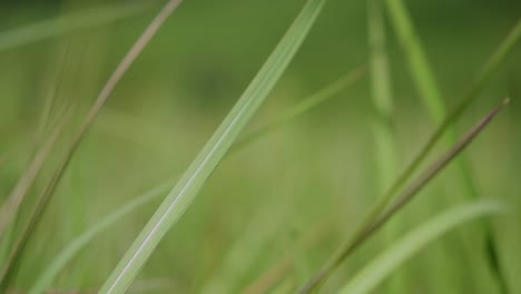 A-perennial-grass-native-to-tropical-and-subtropical-Asia-and-also-introduced-to-several-countries