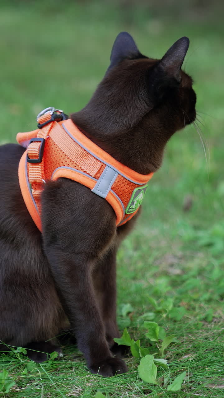 Calm peaceful black cat sitting on the green grass. Domestic feline in orange harness. Close up. Blurred backdrop. Vertical video