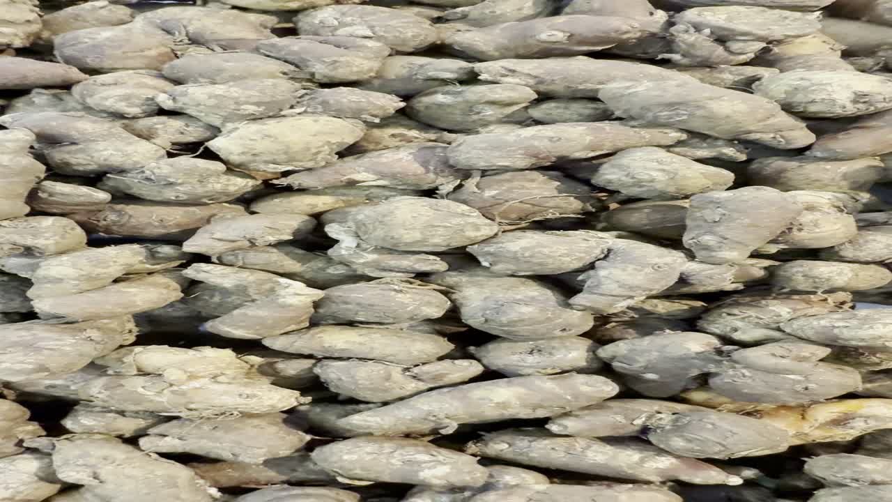 Primo piano di un grande mucchio di radici di zenzero fresco