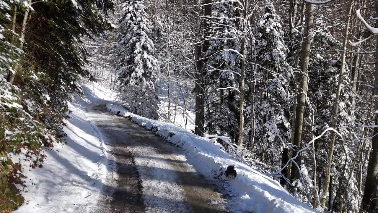 Aerial view through the forest in a winter atmosphere