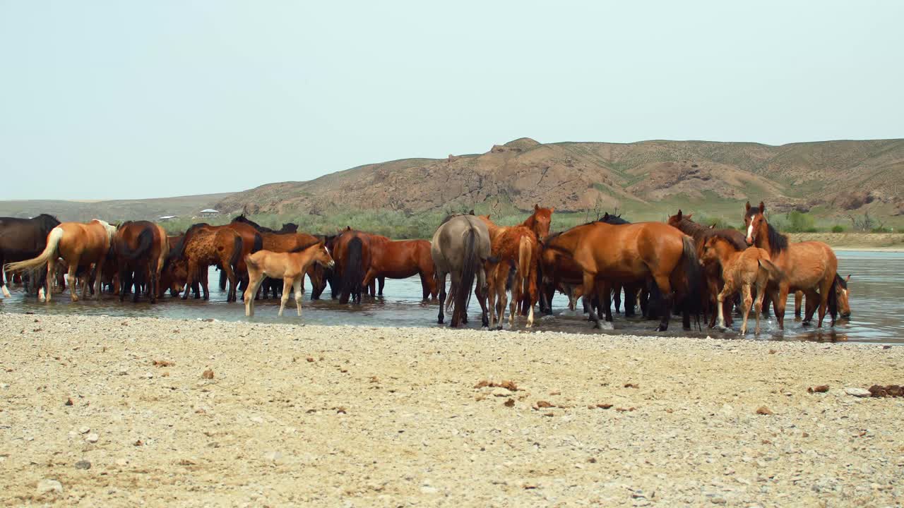 The enchanting world of free-range horses and playful baby foals as they converge by the fast-flowing river, having a refreshing drink in summer overcast weather. Majestic mountains as backdrop