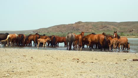 the enchanting world of free-range horses and playful baby foals as they converge by the fast-flowing river, having a refreshing drink in summer overcast weather. majestic mountains as backdrop