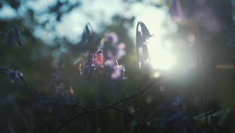 sunlight shining through bluebells on forest floor