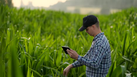 Vista-Lateral-Del-Plano-Medio:-Granjero-Con-Tableta-Inspeccionando-Plantas-En-El-Campo-Y-Presiona-Sus-Dedos-En-La-Pantalla-De-La-Computadora-En-Cámara-Lenta-Al-Atardecer