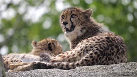 Close-up-shot-of-wild-Cheetah-Cat-resting-on-wood-in-wilderness-and-observing-area