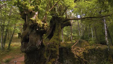 heavy moss-covered tree trunks in forest hike trails near galicia, spain