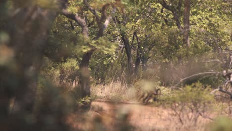 Cape-baboon-monkey-running-through-african-savannah-forest