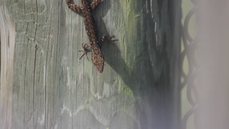 lagarto anole marrón cubano que se arrastra en un poste de madera