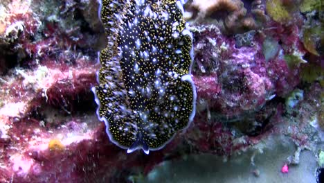 Flatworm-at-Koh-Tao-5