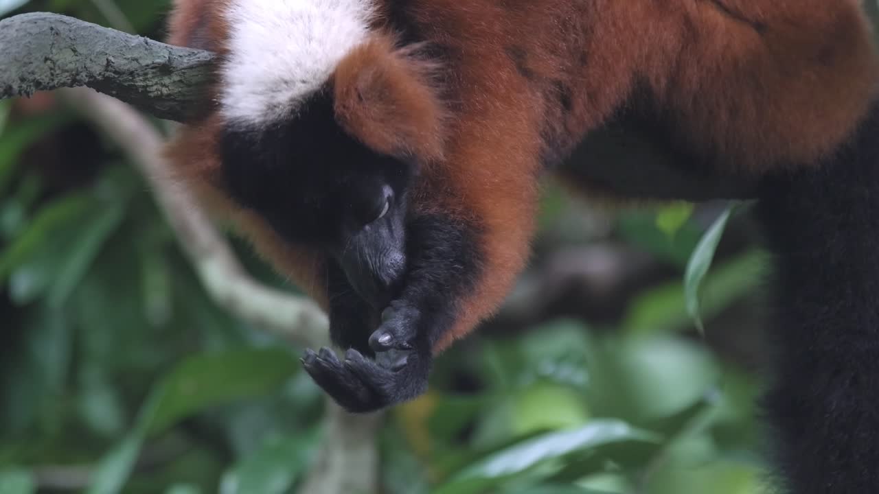lémur rufo rojo lamiendo su pata mientras está en la rama de un árbol en el recinto abierto del zoológico de singapur