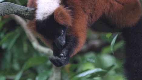 在新加坡動物園的開放區域, 一隻紅色<unk>鼠在樹枝上<unk>著爪子