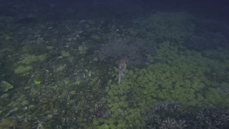 pufferfish in coral reef