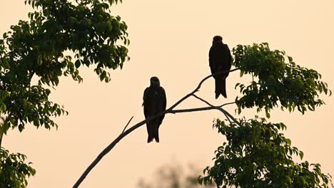 black-eared kites, milvus lineatus