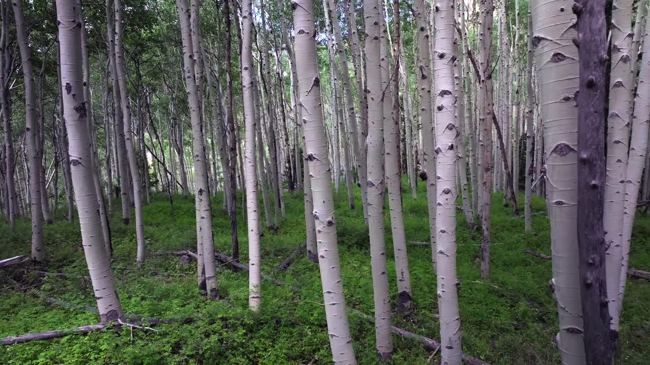 Summer Colorado Rocky Mountains aerial drone Telluride airport Ridgway Last Dollar Road Aspen Trees Groove Forest green Ouray Silverton San Juan Mount Sneffels Wilson Peak gimbal backwards motion