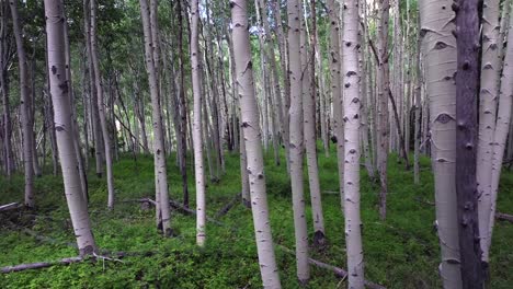summer colorado rocky mountains aerial drone telluride airport ridgway last dollar road aspen trees groove forest green ouray silverton san juan mount sneffels wilson peak gimbal backwards motion