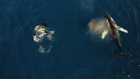 aerial view of giant migrating humpback whale and calf blow spout making rainbow colors