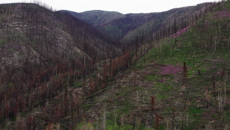 Remains-of-trees-on-mountainside-after-devastating-wildfire,-aerial