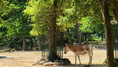 cow lounging in the shade. a cow stands quietly in a shaded area surrounded by trees, enjoying the warm midday light in a serene environment