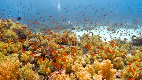miles de peces de colores nadando sobre arrecifes de coral amarillos en el mar rojo, egipto