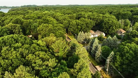 tree tops in summer on forest park