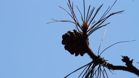 Ponderosa-Pine-needles-and-cone-isolated-against-blue-sky,-close-up