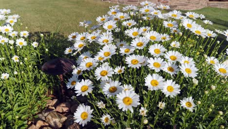 A-patch-of-daisies-in-full-bloom-sitting-in-the-sunlight