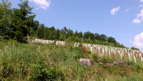 reforestation with tree seedlings with plastic tubes around stem growing in rows in sauerland