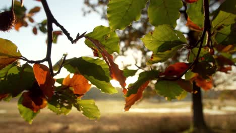 Scenic-sunburst-shinning-through-green-and-orange-leaves-and-branches-in-outdoor-background