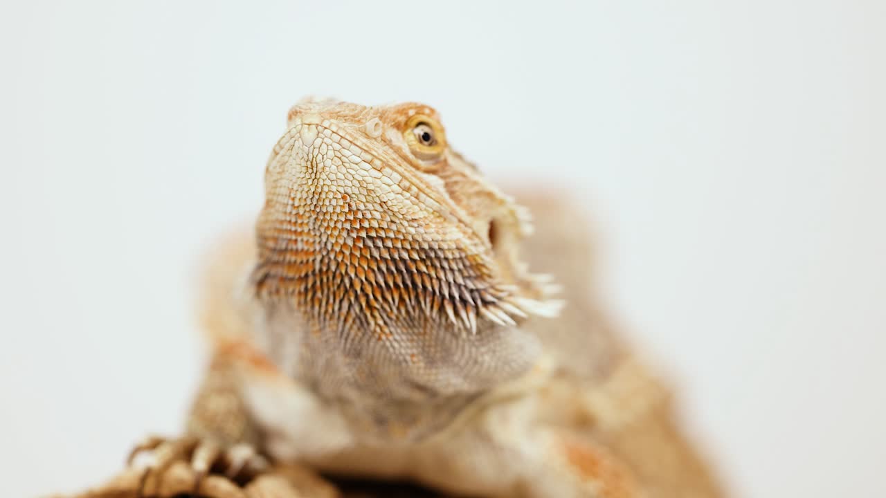 A bearded dragon lizard is observed in a close-up sequence, showcasing its detailed features and natural behavior