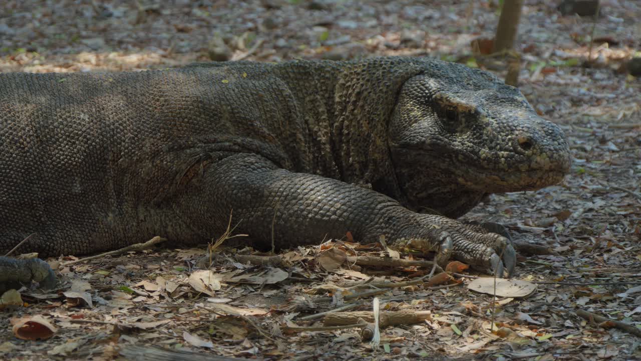 el dragón de komodo descansando en el suelo, mostrando su naturaleza prehistórica