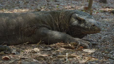 Dragón-De-Komodo-Descansando-En-El-Suelo,-Mostrando-Su-Naturaleza-Prehistórica.