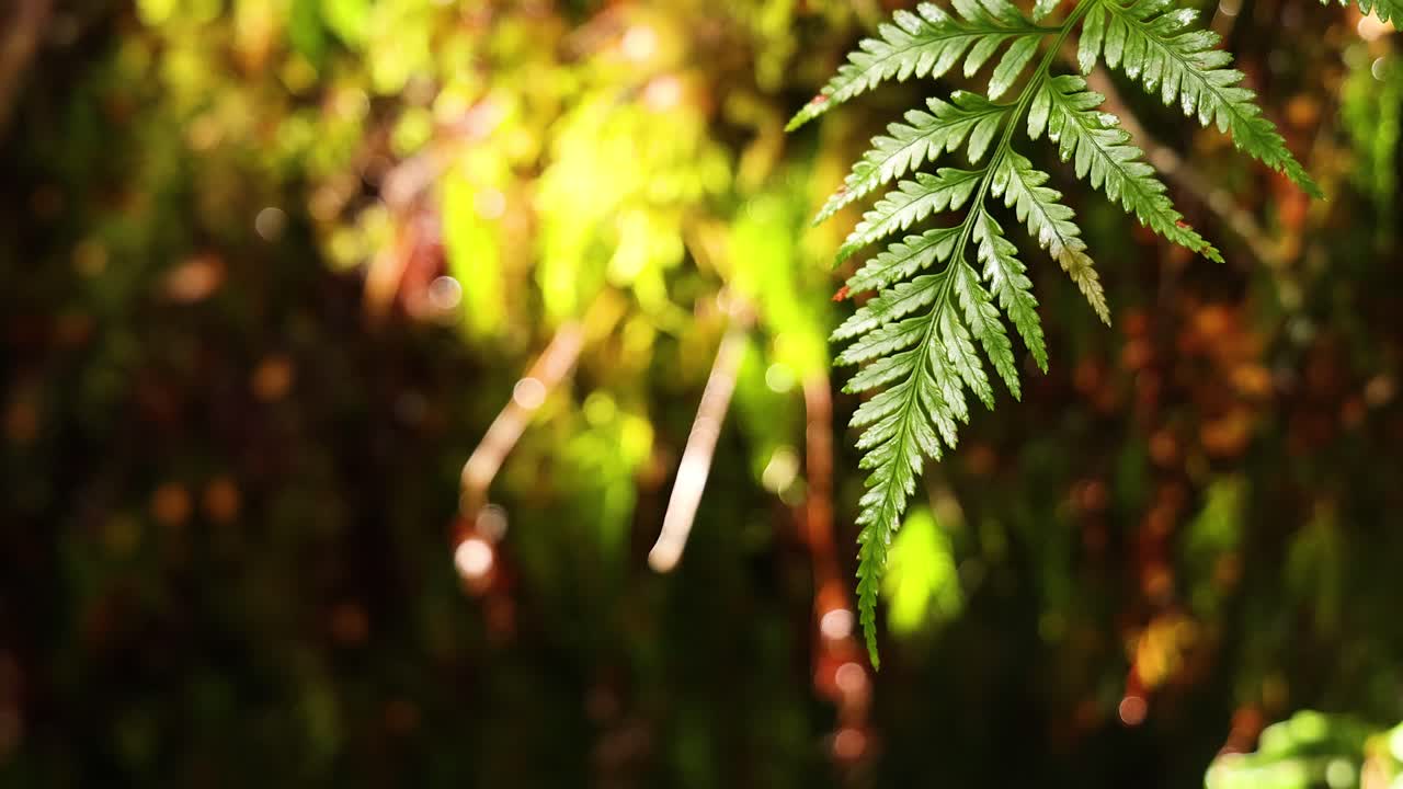 gotas de lluvia cayendo de las hojas en un bosque exuberante