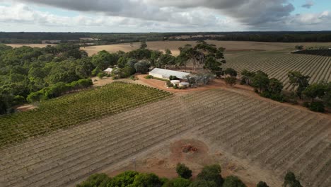 rows of vines of vineyards in western australia