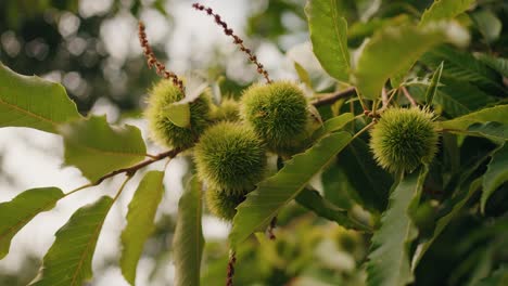 close-up of green chestnuts on a tree branch