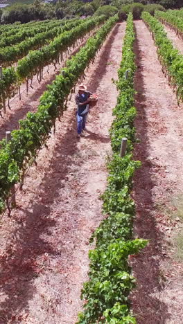 imágenes de drones de la granja vinícola