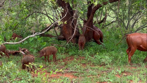 warthog family pack walking in bush kruger national park funny muddy butt itch on tree south africa big five wandering wet season spring lush greenery johannesburg wildlife cinematic slow motion