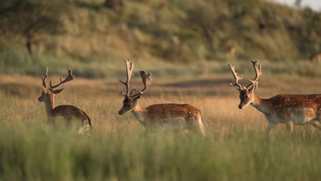 fallow deer bucks with big ornamental antlers play in golden sunset lit meadow