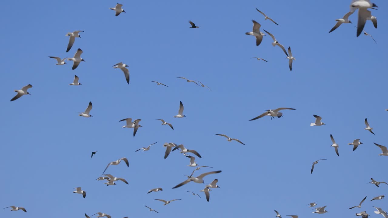A Large Flock of Birds Flying in a Clear Blue Sky