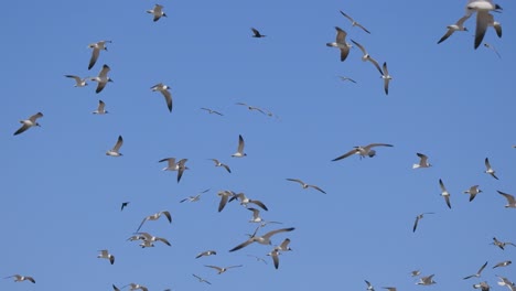 a large flock of birds flying in a clear blue sky