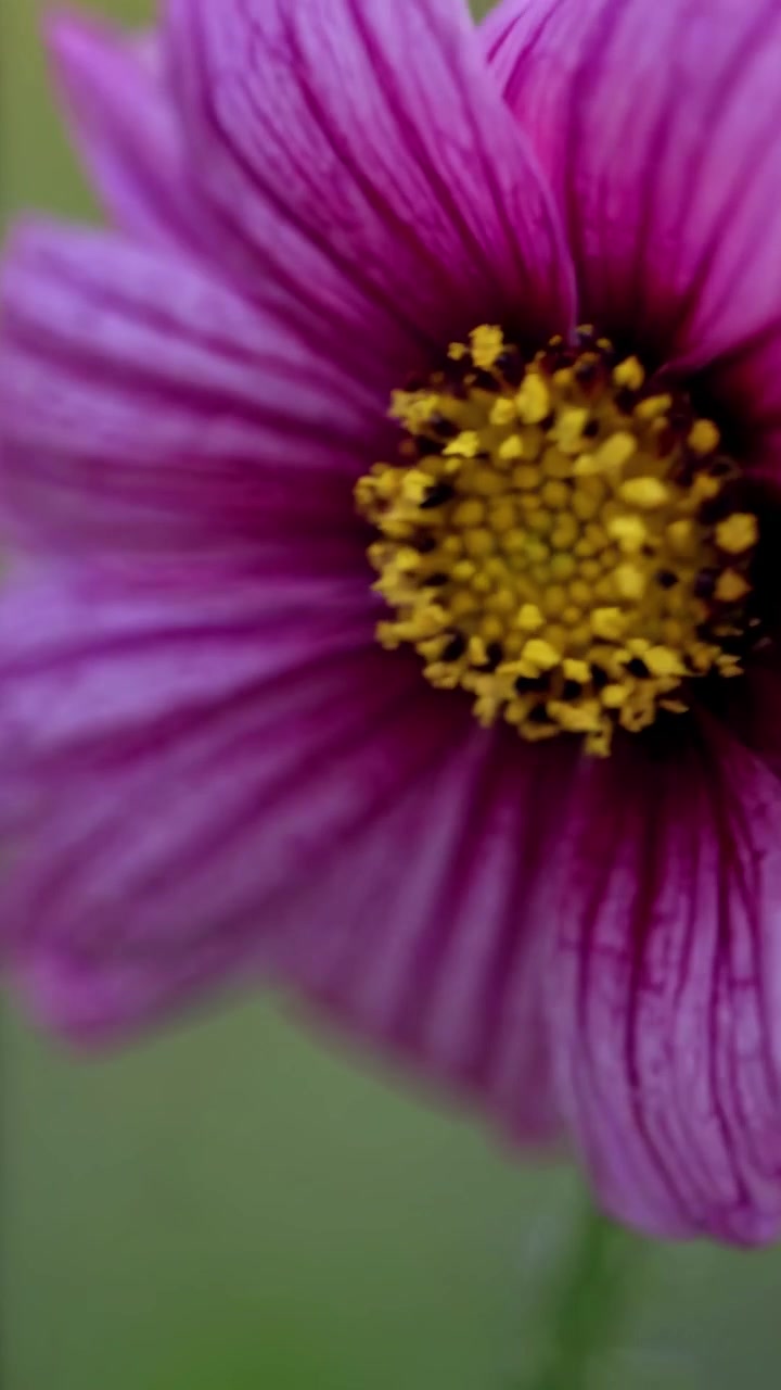 Primo piano macro di un vibrante fiore di cosmo viola