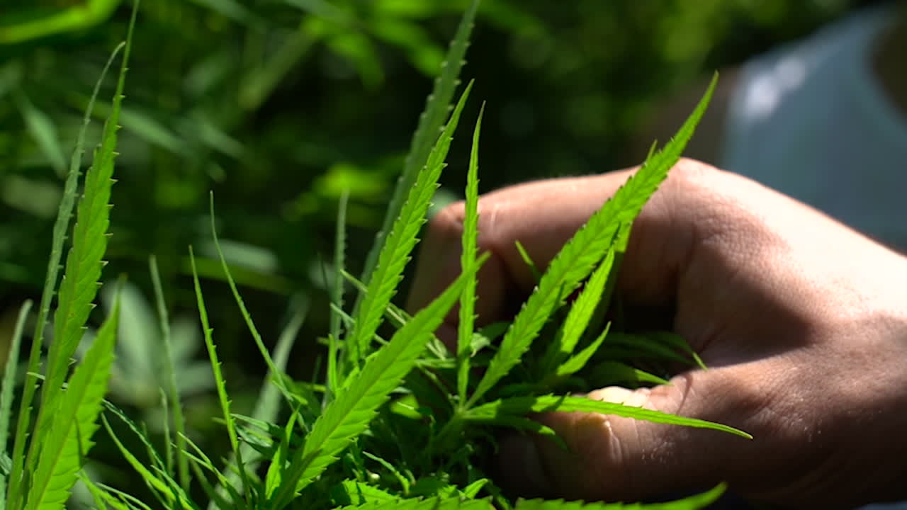 대마초나 대마 잎을 뽑는 사람의 손을 가까이서 100fps로 촬영하고 50fps로 재생하고 느린 동작