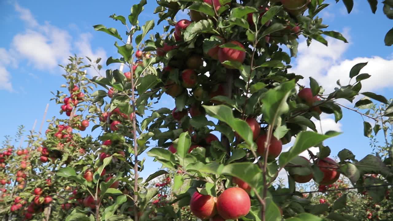 view of a row of young apple trees which are growing and ripening in the field on the background of blue sky in the summer. Gardening. Camera motion up