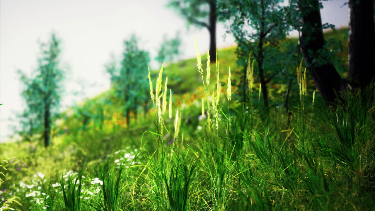 Lush green hillside with wild grasses and surrounding trees in bright sunlight
