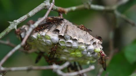 building a nest with fibers from plants and wood, paper wasps