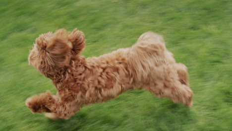 A-cool-dog-with-long-hair-runs-along-the-green-grass.-Slow-motion-video.