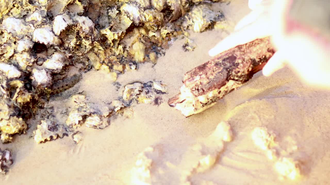 A hand examines barnacle-encrusted rocks on a sunlit beach in Phuket, Thailand, highlighting marine life and coastal textures