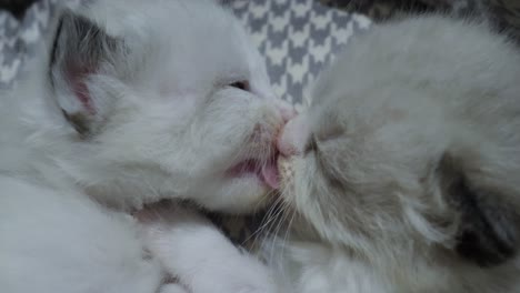 Family--ragdoll-kittens-siblings-licking-each-other